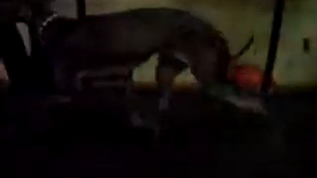 левретка на беговой дорожке 6 смотреть онлайн