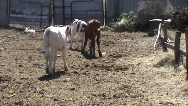 Кормоизмельчитель ОПТИМУС Челябинский фермер- современная  техника для хозяина
