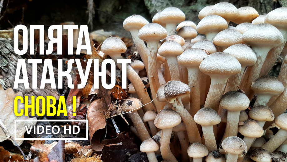 ОПЯТА АТАКУЮТ СНОВА !  11 октября 2021года. Сбор опёнка медового (Armillaria Mellea)