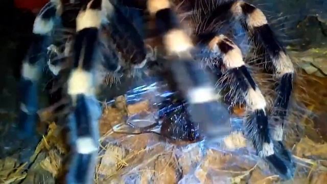 Нашествие пауков смотреть онлайн