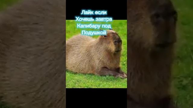 кАпИбАрА сЪеЛа КоТа?#капибара #кот смотреть онлайн