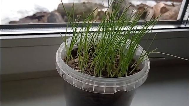 КАК ПРЕДОТВРАТИТЬ ВЫТЯГИВАНИЕ РАССАДЫ. смотреть онлайн