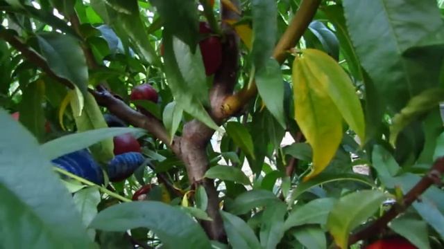 нектарин БИГ ТОП рыночный смотреть онлайн