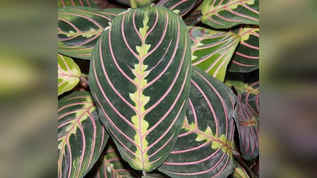 Маранта: уход в домашних условиях смотреть онлайн