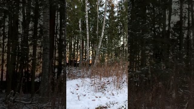 Сурмино Лесной родник Дмитровский район смотреть онлайн