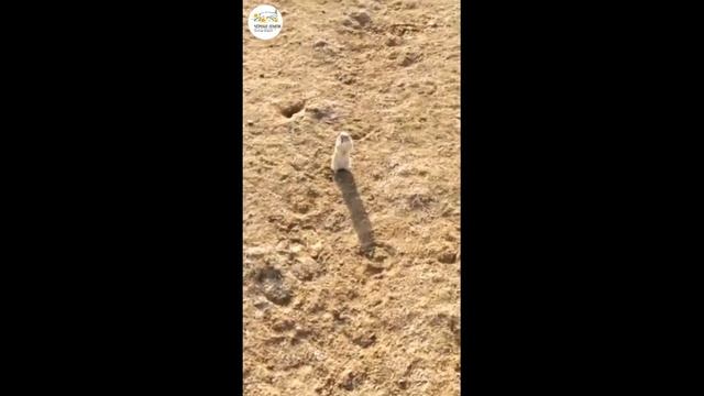 Первый суслик. The first gopher смотреть онлайн