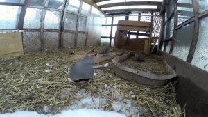 Куропатки, чем они занимаются в вольере, поймал ещё самочку, скоро буду делать вольеры.