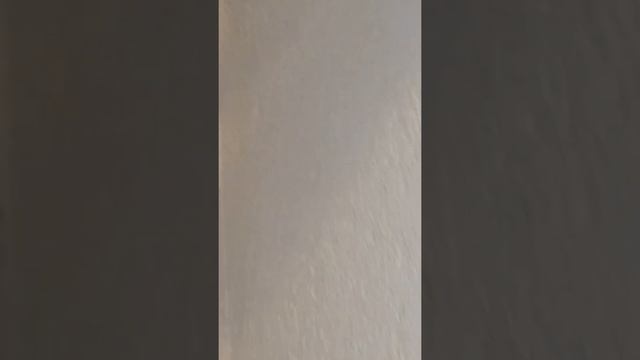 ночная бабочка Павлиноглазка смотреть онлайн