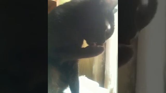 Моя Киса грызёт ногти) смотреть онлайн