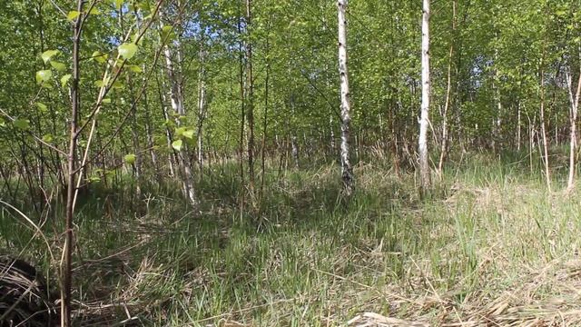 Выпуск зайца-русака Пирожка смотреть онлайн