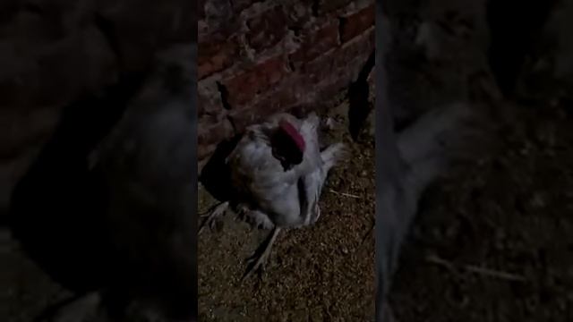 Пьяная Курица смотреть онлайн