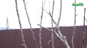 Весенняя обрезка деревьев. Обрезаем яблоню. Правила обрезки деревьев.