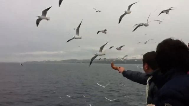 Чайки Мраморного моря смотреть онлайн