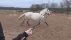 VLOG: День на конюшне / Купили лошадь