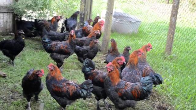 Маран черно-медный. Marans NCC