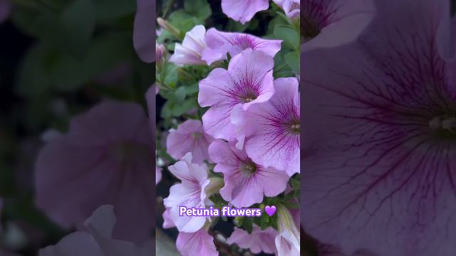 Petunias | petunia flowers | Purple flowers смотреть онлайн