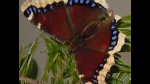 Nymphalis antiopa смотреть онлайн