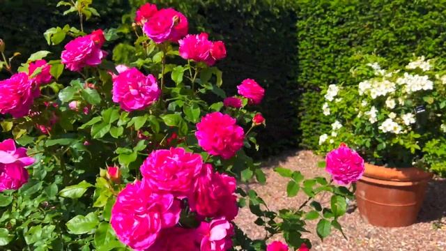 Розы в саду 2022. Питомник Дэвида Остина. Розовый сад Остина. Обзор роз питомника Остина. КОНКУРС! смотреть онлайн