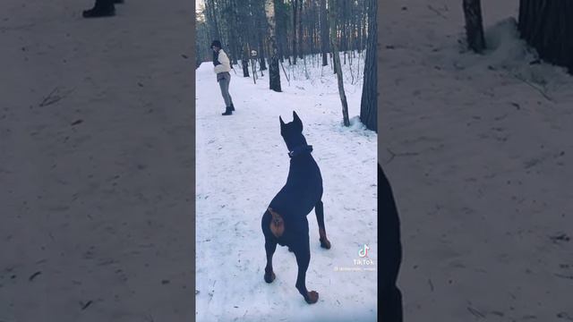 Умный доберман ❤️ смотреть онлайн