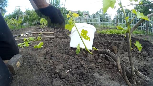 ? Выращиваем саженец прямо на кусту винограда. Размножение винограда. Воздушный отводок. смотреть онлайн