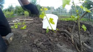 ? Выращиваем саженец прямо на кусту винограда. Размножение винограда. Воздушный отводок.