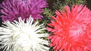 ЦВЕТЫ  АСТРА