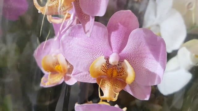 СУПЕР качество ОРХИДЕИ в КАСТОРАМА Polka Dots Montreux Orchids ORCHID орхидея ОРЕНБУРГ Обзор смотреть онлайн