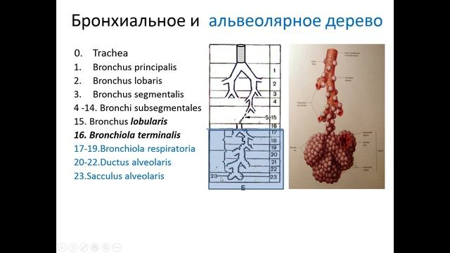 Бронхиальное и альвеолярное дерево. Лекция для студентов медицинского инаститута смотреть онлайн