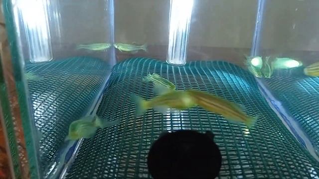 Нерест данио глофиш Личинка анциструса Кормление малька данио