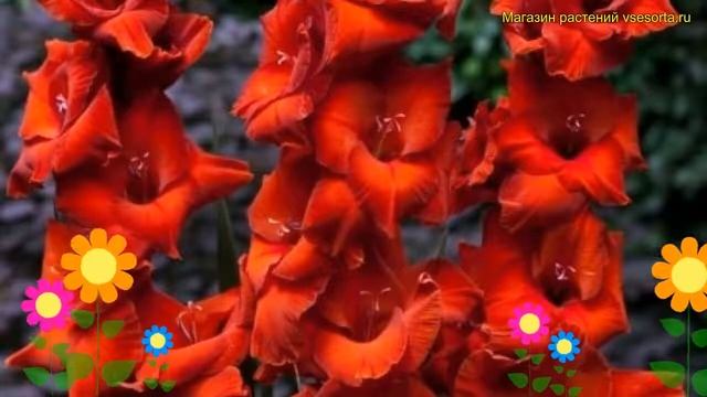 Гладиолус гибридный Браун Шугар. Краткий обзор, описание характеристик Brown Sugar смотреть онлайн