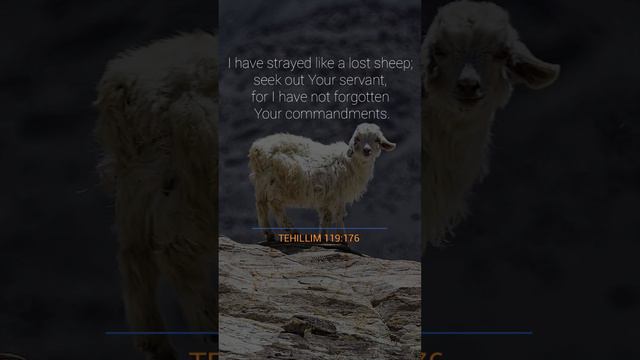 Bible Verses Not Quoted In The New Testament Part 6 (Scripture In Pictures) смотреть онлайн