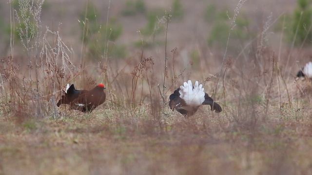 тетерев на току, Black grouse on mating смотреть онлайн