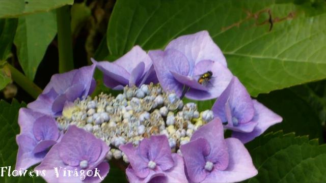 Hydrangea or hortensia flower.Relaxing video.Hortenzia virág смотреть онлайн