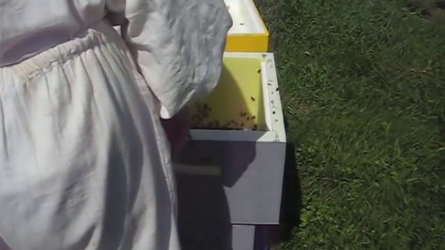 Пластиковая вощина. Помощь начинающим пчеловодам. смотреть онлайн