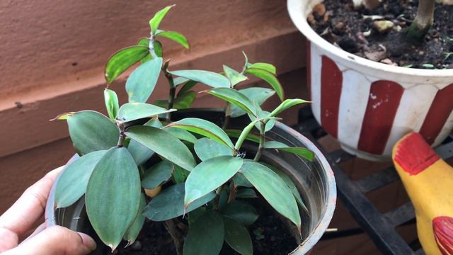 My little garden -2| Simple Indian home garden |garden tour with plant names||HOMESCAPES смотреть онлайн