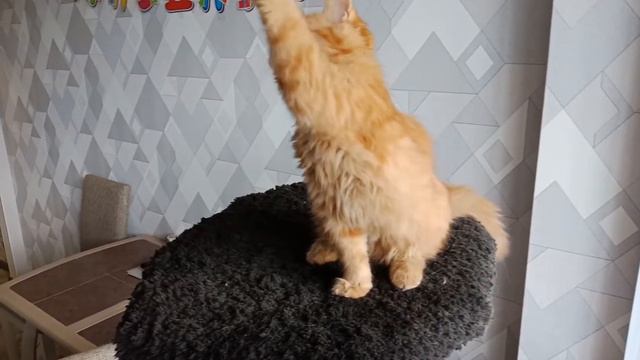 Венеция💌 Кошечка мейн-кун (открыта продажа) смотреть онлайн