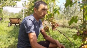 Виноград Клаудиа Кардинале 2023