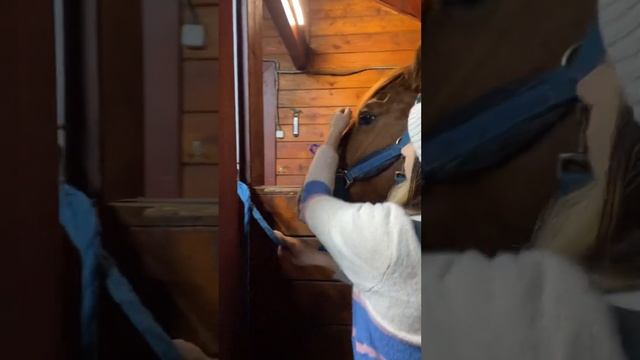 Вакцинация лошади. Как сделать укол лошади. смотреть онлайн