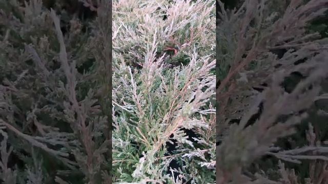 Можжевельник горизонтальный Андорра Компакта (бурый окрас в зиму) смотреть онлайн