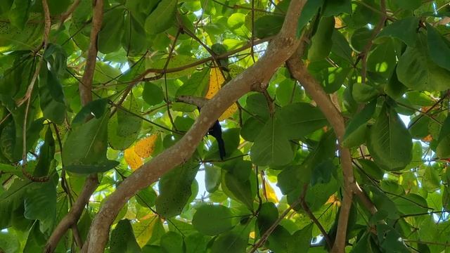 Панама Часть 7: О чем поёт ночная птица смотреть онлайн