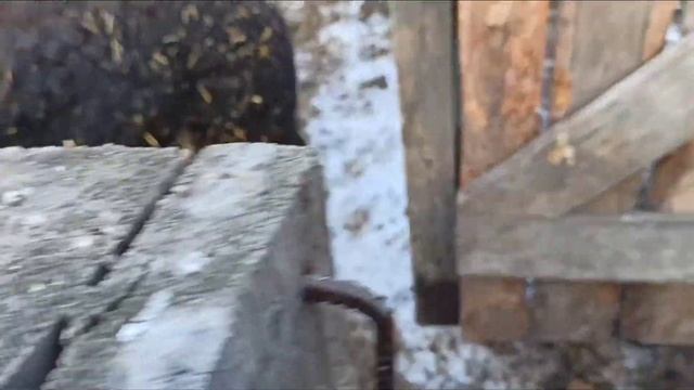 Забой свиньи Венгерской Мангалицы. 38 Серия смотреть онлайн