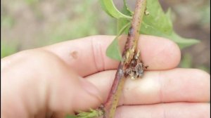 ЗАБОЛЕВАНИЕ ПЕРСИКА