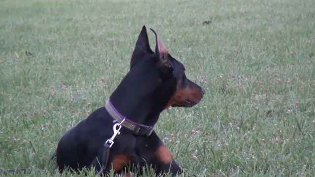 6 Month old Doberman Puppy working Obedience смотреть онлайн