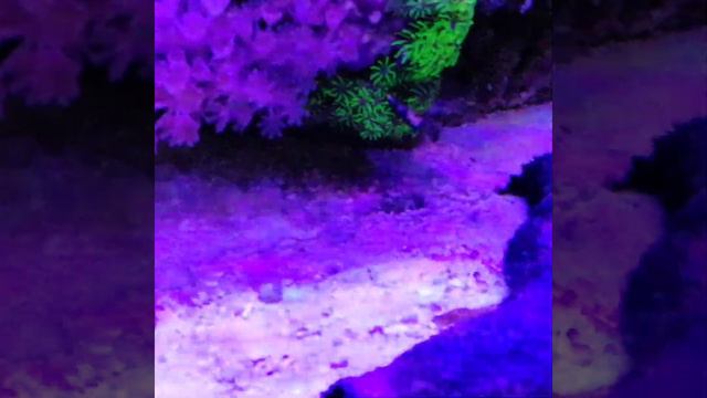 Домашний морской аквариум смотреть онлайн