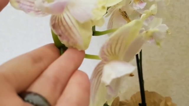 ЧУДО орхидея ПОЧТОЙ и ШОК при получении орхидеи по почте Orchid Orchids