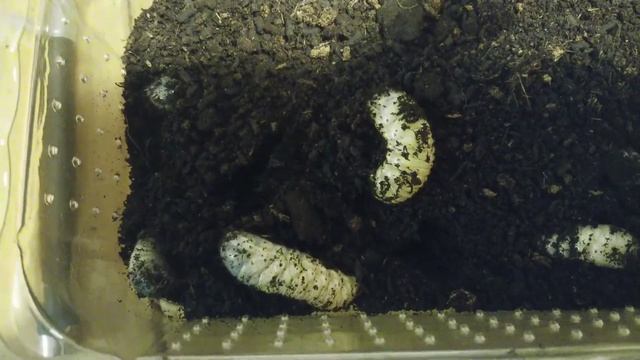 fruit beetle grubs смотреть онлайн