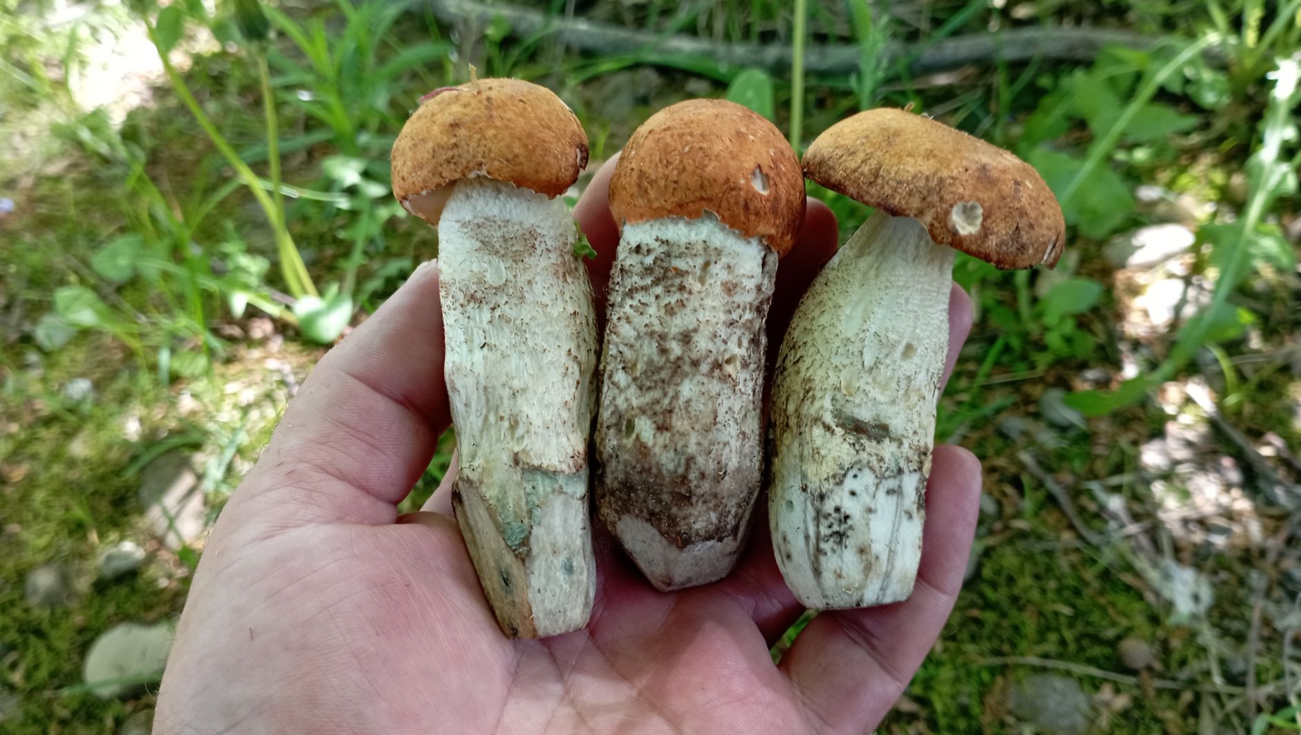 ПОДОСИНОВИКИ снова манят и дразнят. По грибы 6 мая 2023 года. смотреть онлайн