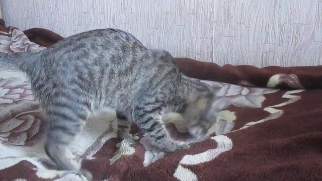 Кошка спасает телефон 7 сек смотреть онлайн