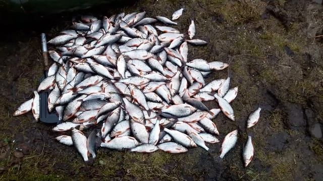 Ловля красноперки в апреле 2017 смотреть онлайн