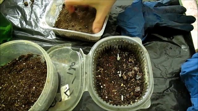 Ежевика, черника, голубика из семян ч 1 смотреть онлайн